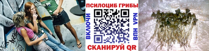 Галлюциногенные грибы Psilocybine cubensis  где можно купить   Циолковский 